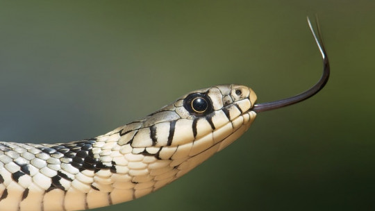 Ophidiophobia: Symptoms, Causes and Treatment