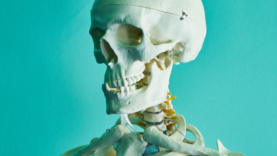 Osteology: What it is and What This Branch of Anatomy