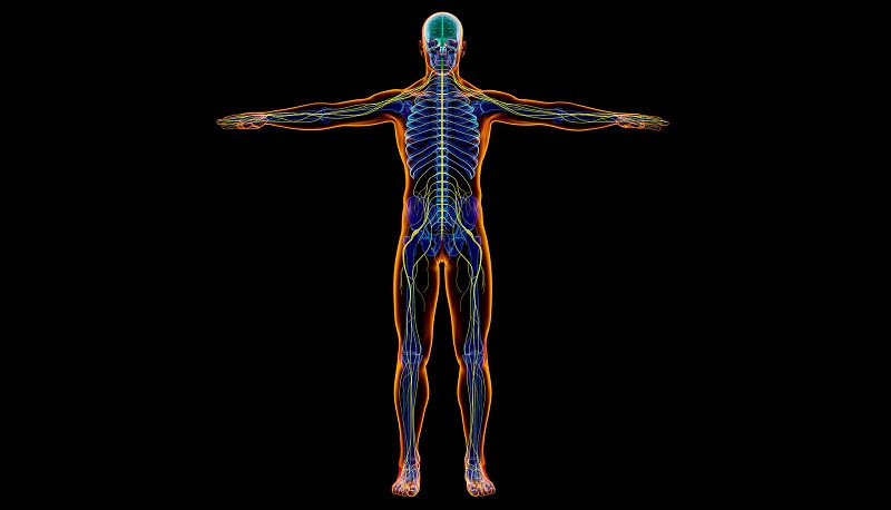 Components of the nervous system