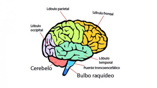 Parts of the Human Brain (and Functions)