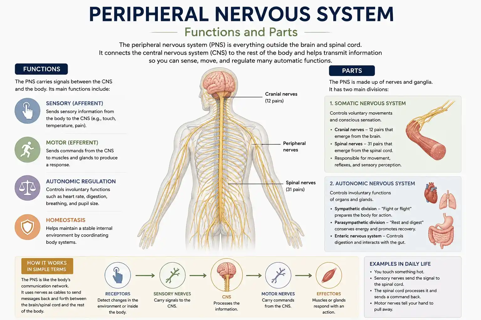 Peripheral Nervous System Functions and Parts