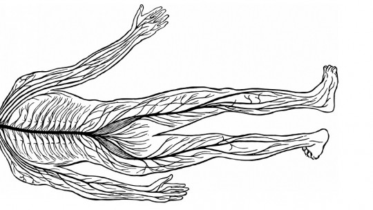 Peripheral Nervous System (autonomic and Somatic): Parts and Functions