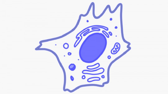 Peroxisomes: What They Are, Characteristics and Functions