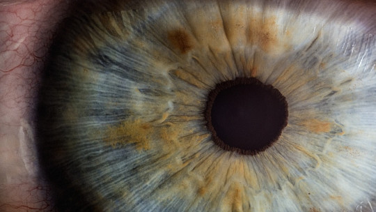 Photomotor Reflex: What it is and How This Pupil Reaction