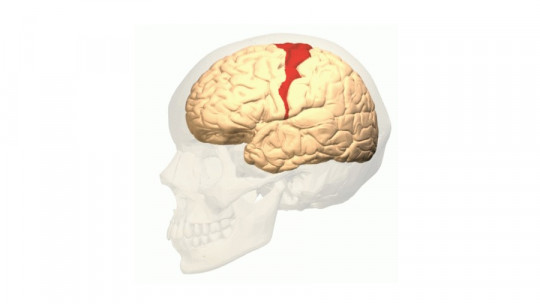 Primary Motor Cortex: Characteristics and Functions