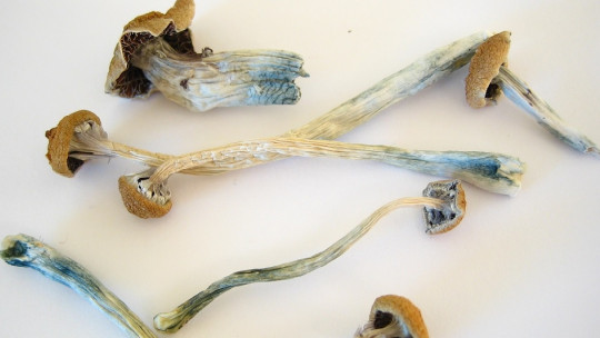 Psilocybin: Definition and Effects of This Component of Hallucinogenic Mushrooms