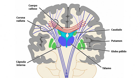 Putamen: Structure, Functions and Related Disorders