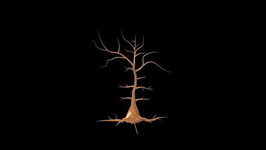 pyramidal neuron