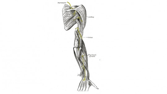 Radial Nerve: What it Is, Where it Passes, and Functions