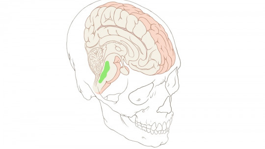 Rafe Nuclei: What They Are and What Function They Have