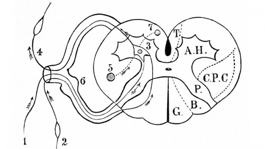 Reflex arc