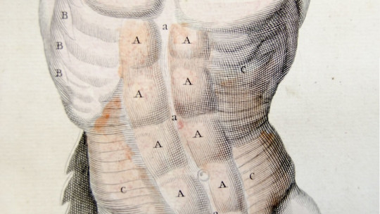 Respiratory Muscles: Types, Characteristics and Functions When Breathing