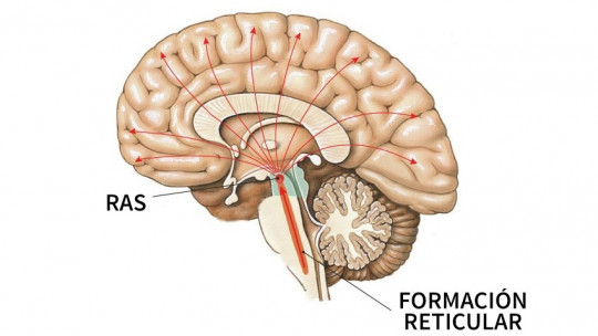 Reticular Formation: Characteristics, Functions and Associated Diseases