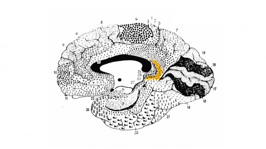 retrosplenial area