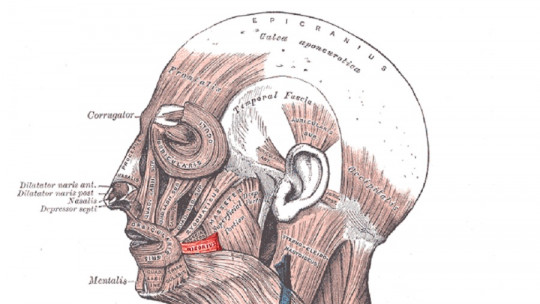 Risorius Muscle: What it Is, Functions and Characteristics