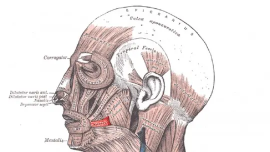 Risorius Muscle: What it Is, Functions and Characteristics Risorius Muscle: What it Is, Functions and Characteristics