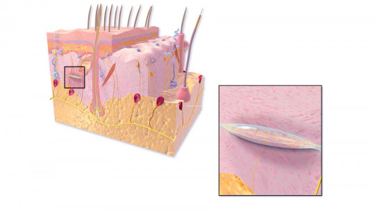 Ruffini corpuscles