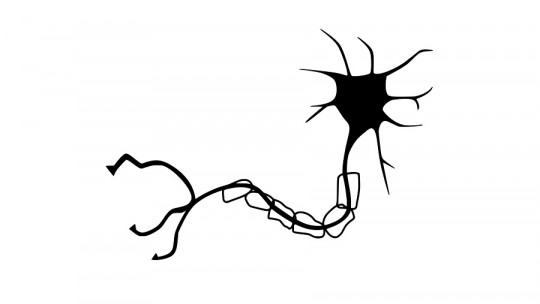 Schwann cells