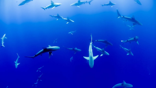 Selacophobia (fear of Sharks): Symptoms, Causes and Treatment