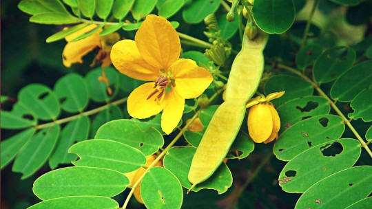 Senna Leaf: What is This Medicinal Plant and How to