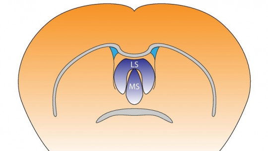 Septal Nuclei: Functions and Nervous Connections