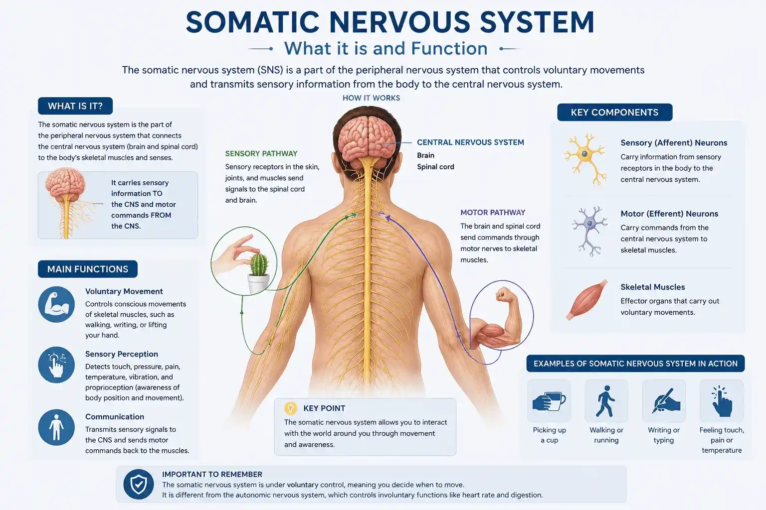 Somatic Nervous System What it is and Function