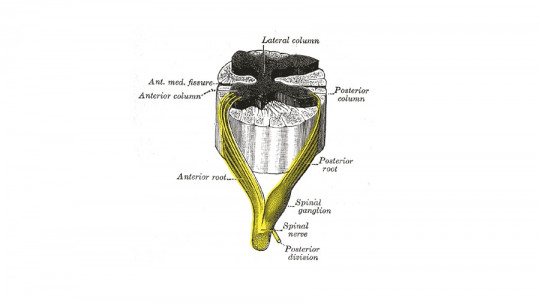 spinal ganglia