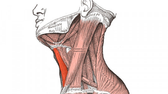 Sternocleidohyoid muscle