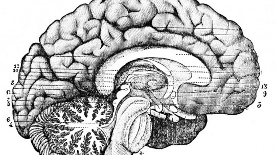 Subcortical Structures of the Brain: Types and Functions