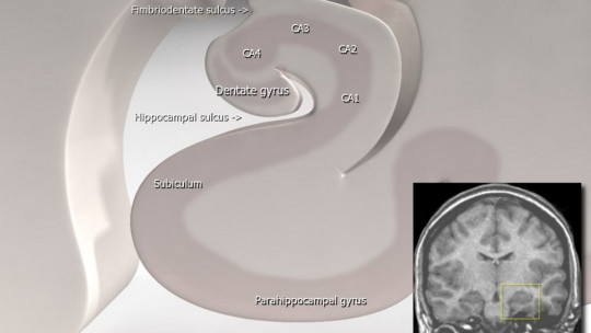 Subiculum: Parts and Functions of This Brain Structure