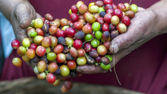 subsistence farming