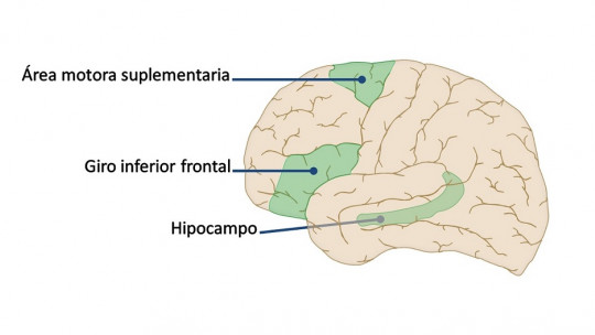 Supplementary motor area.