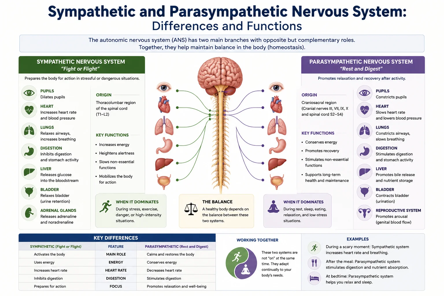 Sympathetic and Parasympathetic Nervous System: Differences and Functions