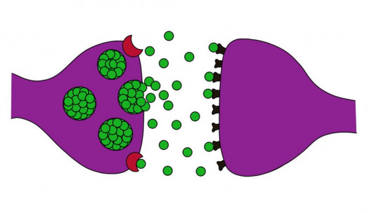 Synapses: What They Are, Types and Functions