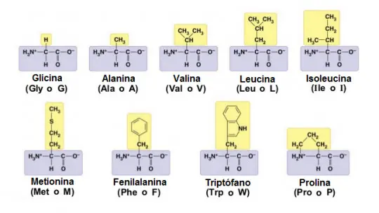 Table of amino acids functions types and characteristics