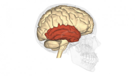 Temporal Lobe: Structure and Functions