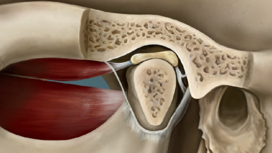 Temporomandibular Joint: Characteristics, Anatomy and Diseases