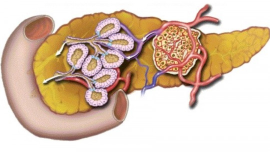 Parts of the pancreas