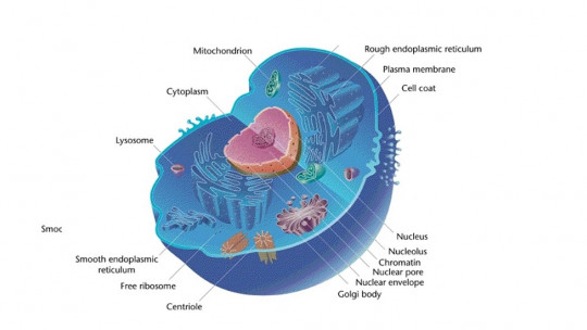 The 12 Differences Between Eukaryotic Cell and Prokaryotic Cell