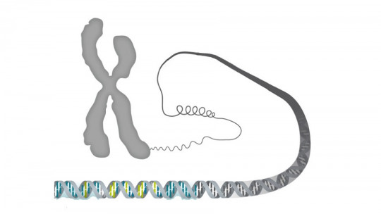 parts of the chromosome