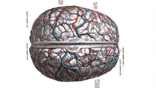 The 7 Differences Between Arteries and Veins