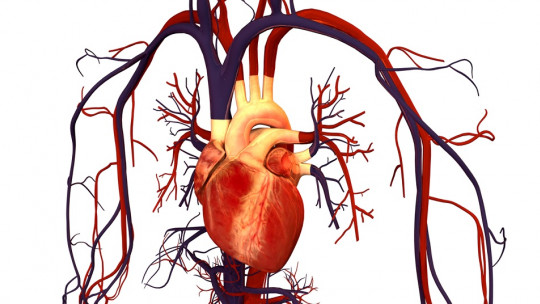 Types of cardiovascular diseases