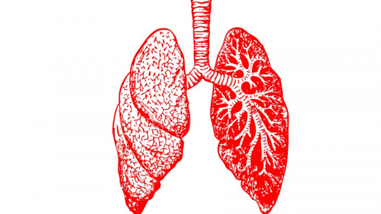 Parts of the lung