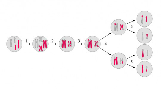 Phases of meiosis