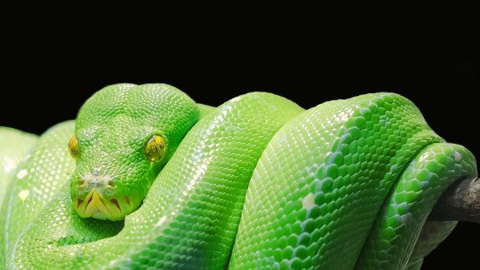 The Snake Detection Theory