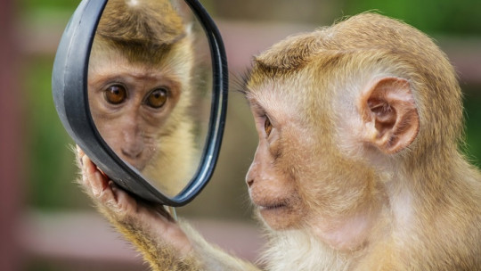 Self-awareness mirror test