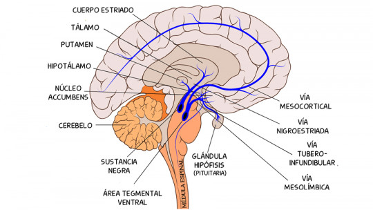 tuberoinfundibular route