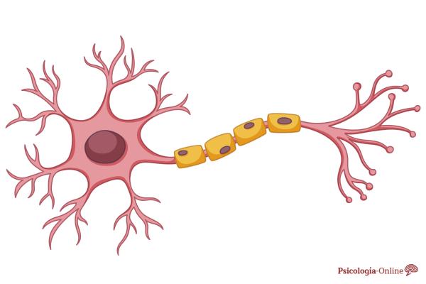 Types of neurons: structure and functions - Structure of the neuron and its parts