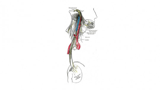 Vagus nerve