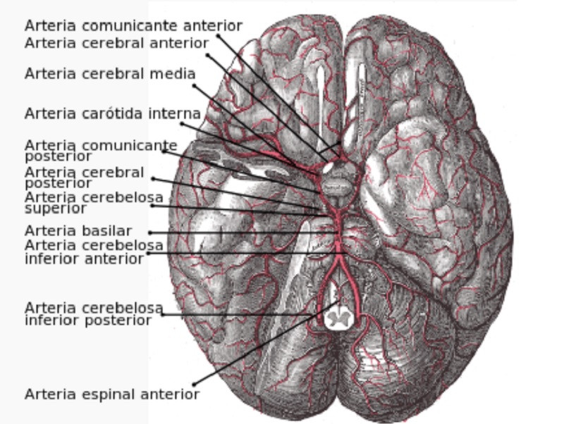 Vascularization of the brain